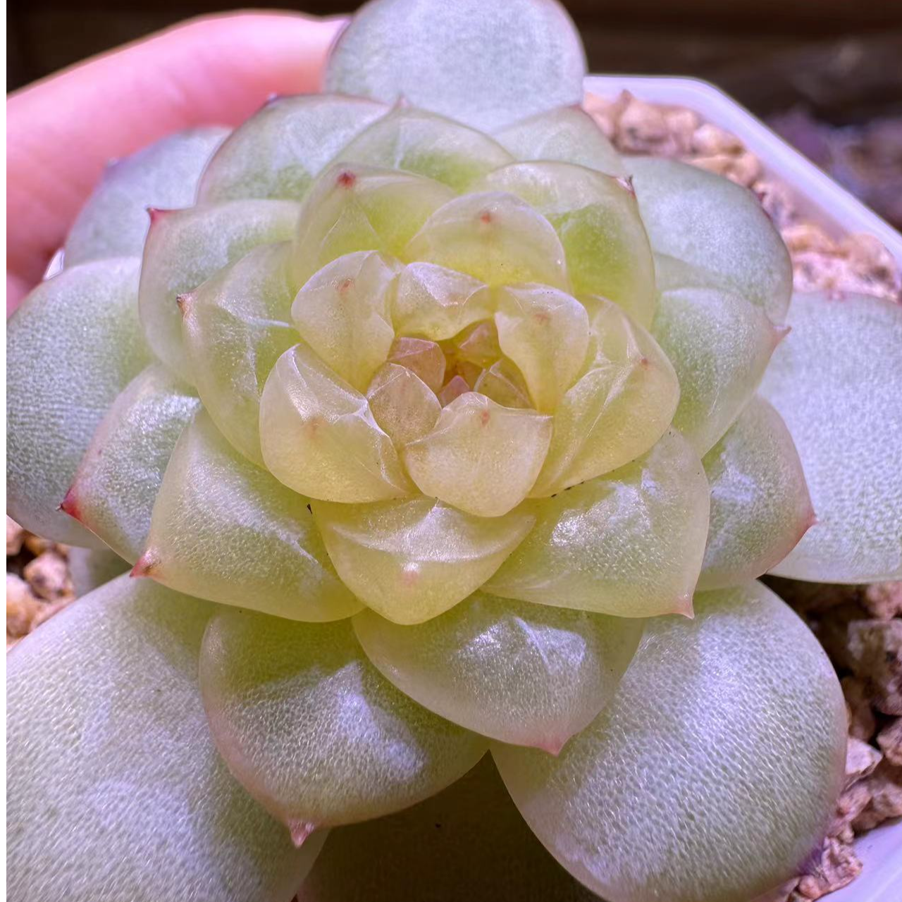 （十九）直播链接星珵梦花园一物一拍专属链精品生多肉植物糖心珍妮