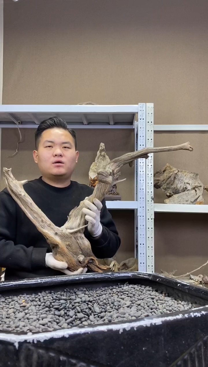 L****g100  胖胖崖柏 Liuanhuaming