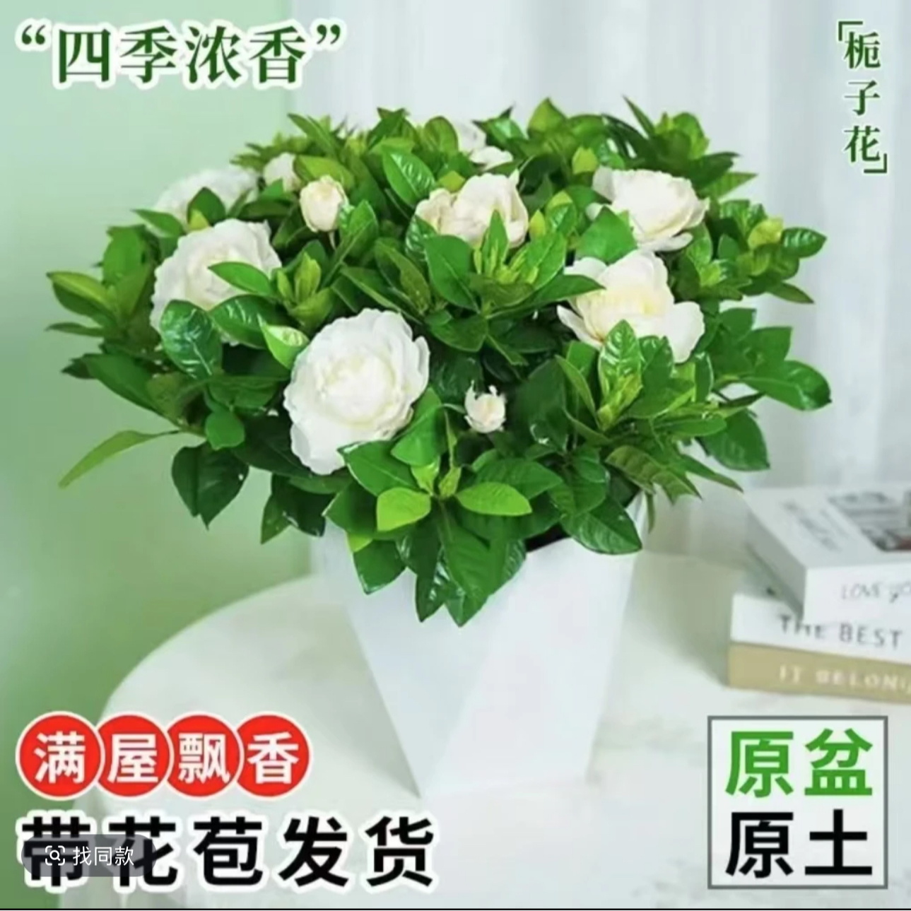 正宗栀子花浓香型盆栽花卉室内植物花苞四季净化空气开花好养