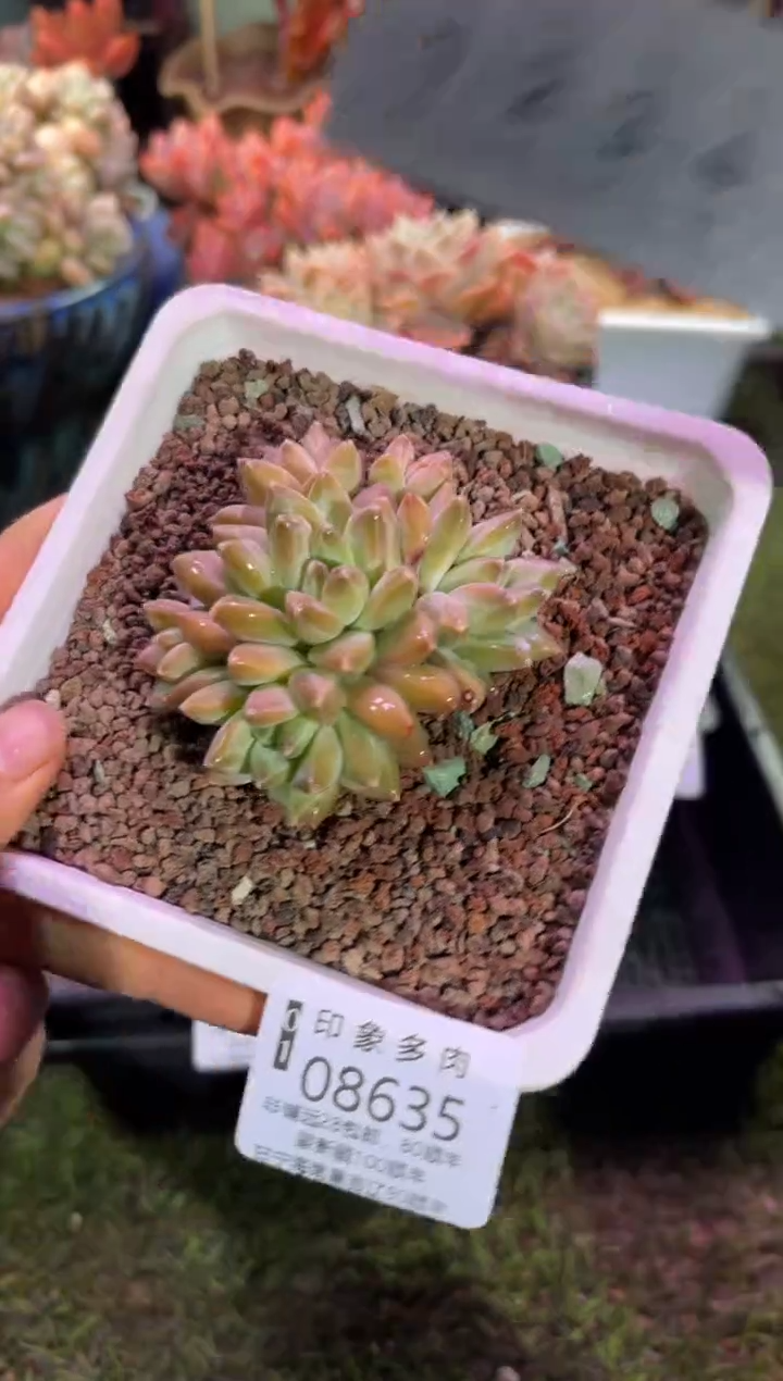 【闪购商品】08635