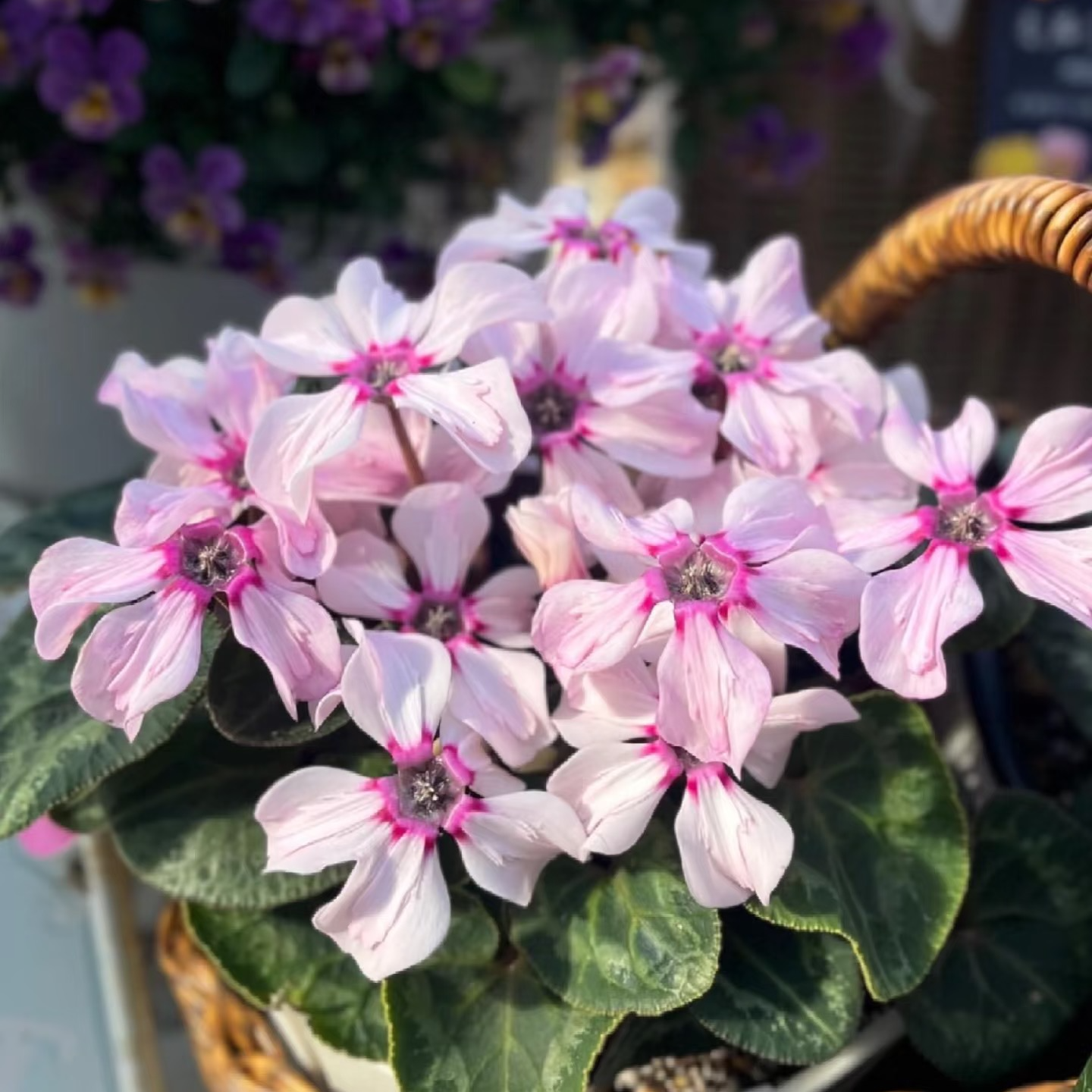 稀有F1代幻雅仙客来带花带花苞发货室内盆栽花卉