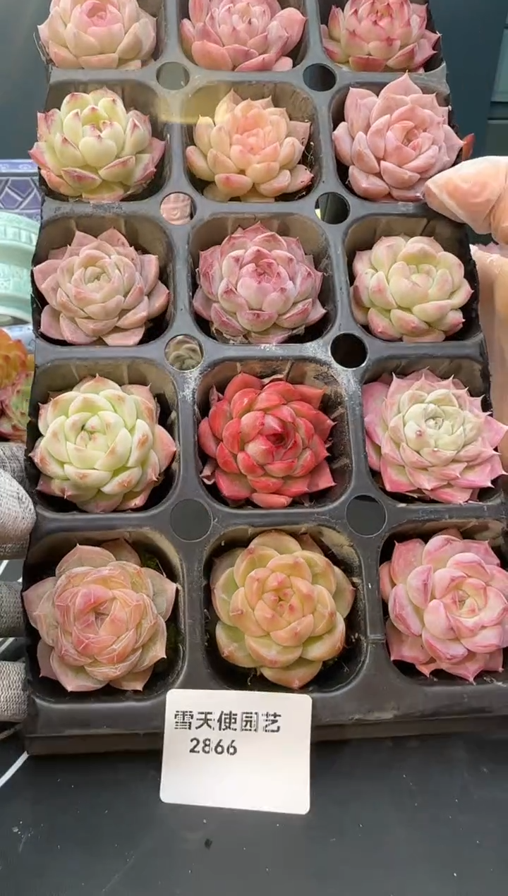 2866   多肉  15 颗