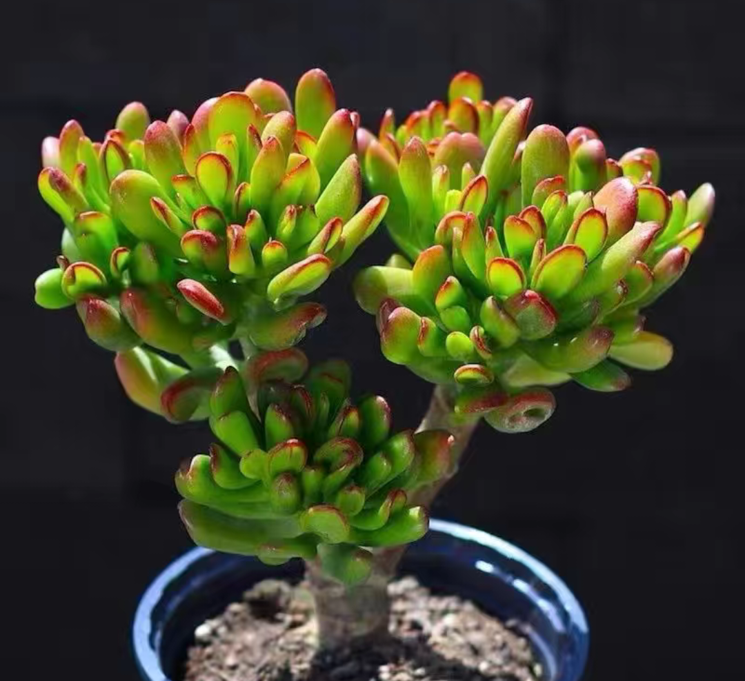 招财猫老桩多肉植物室内阳台好养绿植盆栽多肉盆栽山地吸财树