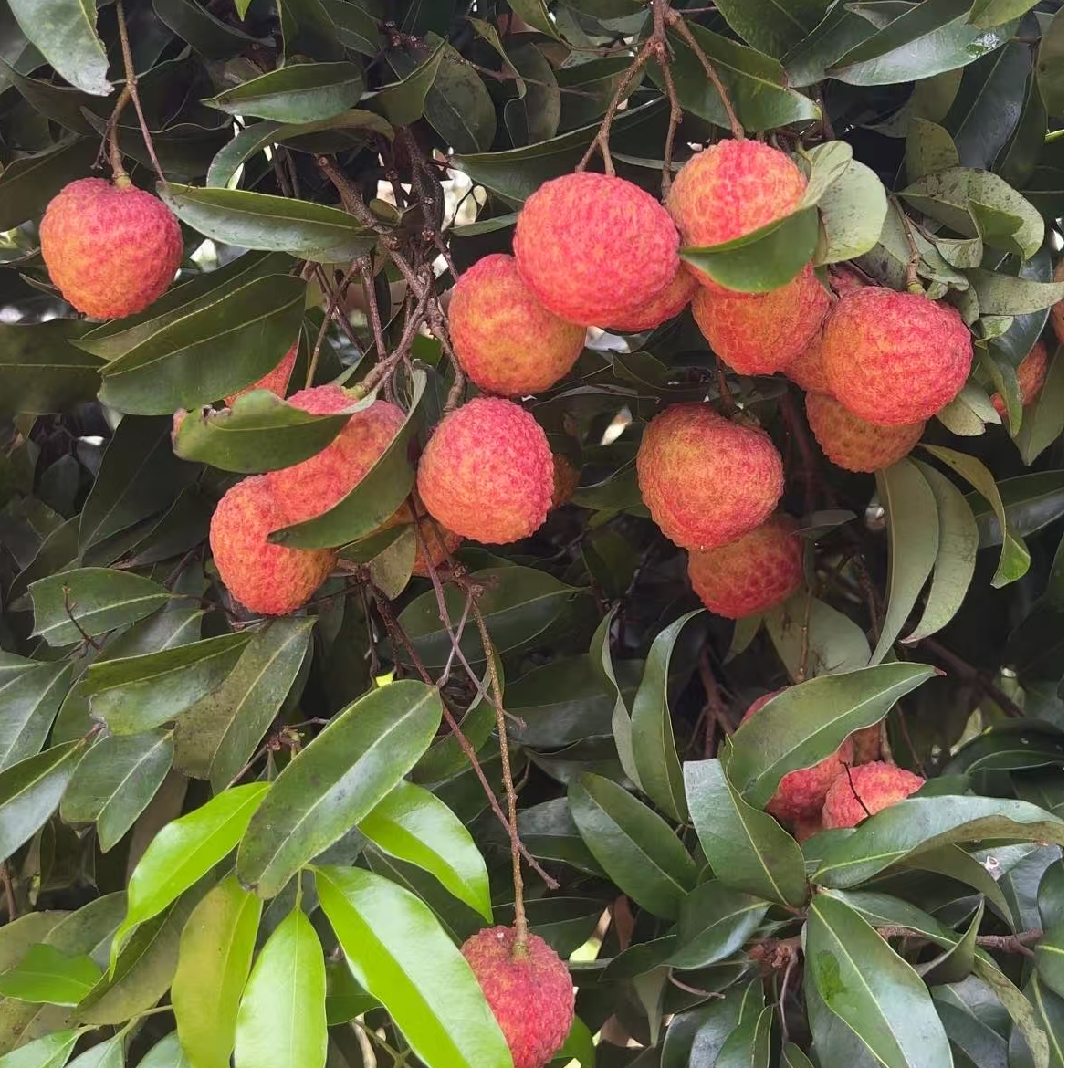 【广东真桂味荔枝】新鲜现摘果园现发肉厚香甜冷链包邮