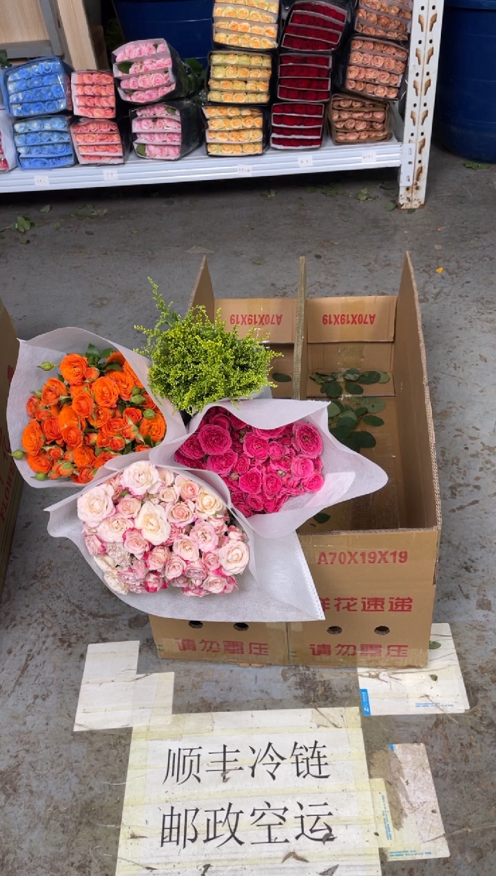 苏菲3扎+折射3扎+橙色芭比3扎+黄莺 
