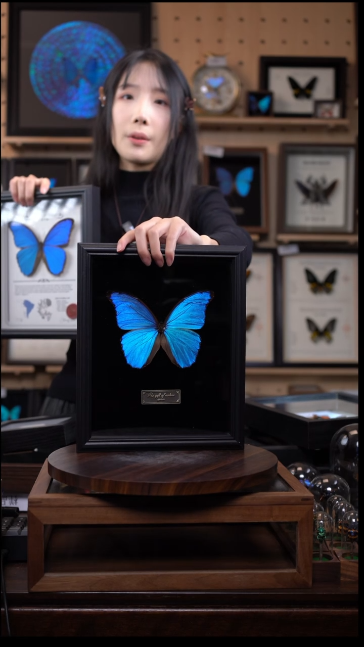 大蓝闪蝶黑绒底版10寸欧式框（带证书）