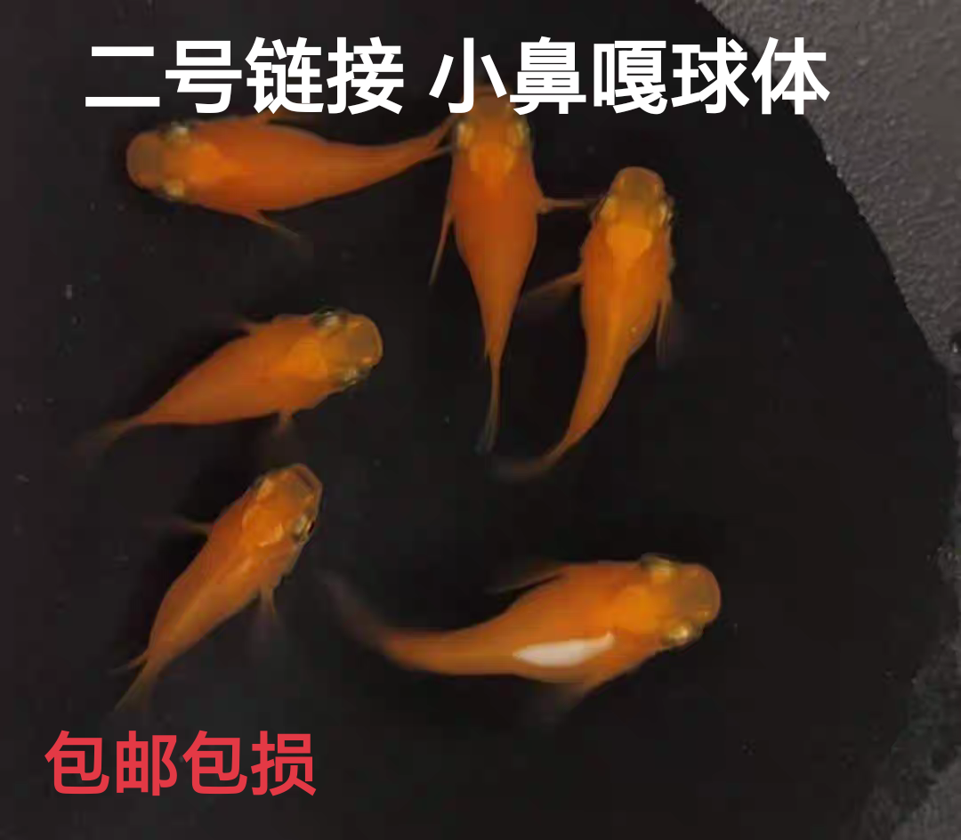 观背青鳉球体观赏鱼好活不打氧冷水鱼小型锦鲤鱼淡水鱼活体古法缸
