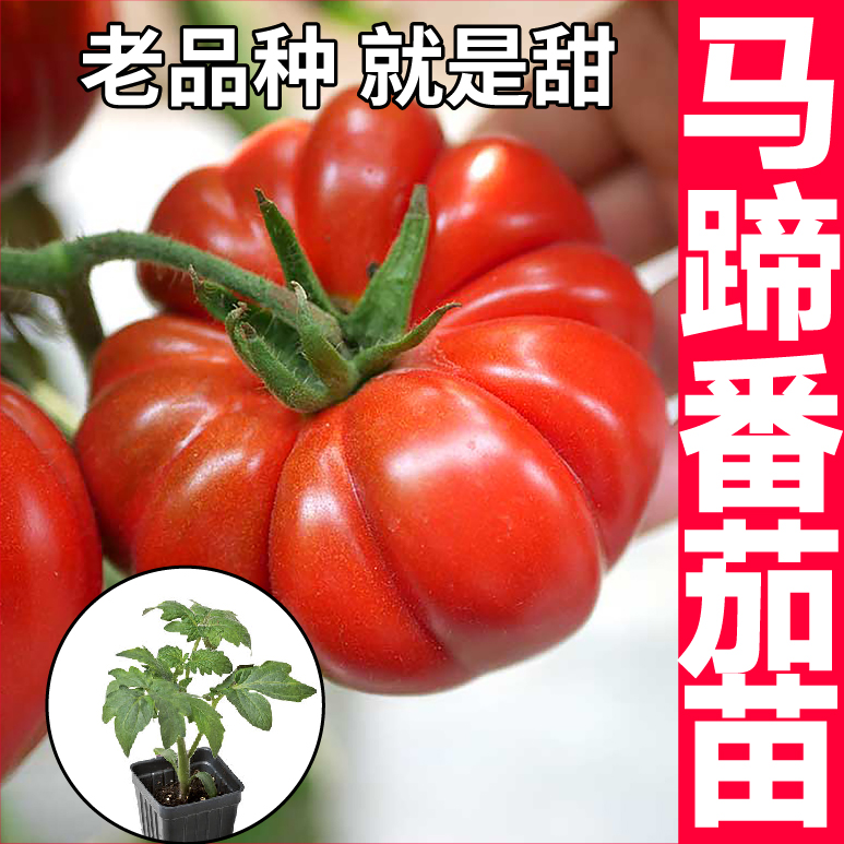 寿光老品种马蹄番茄秧苗高产抗病庭院阳台种植