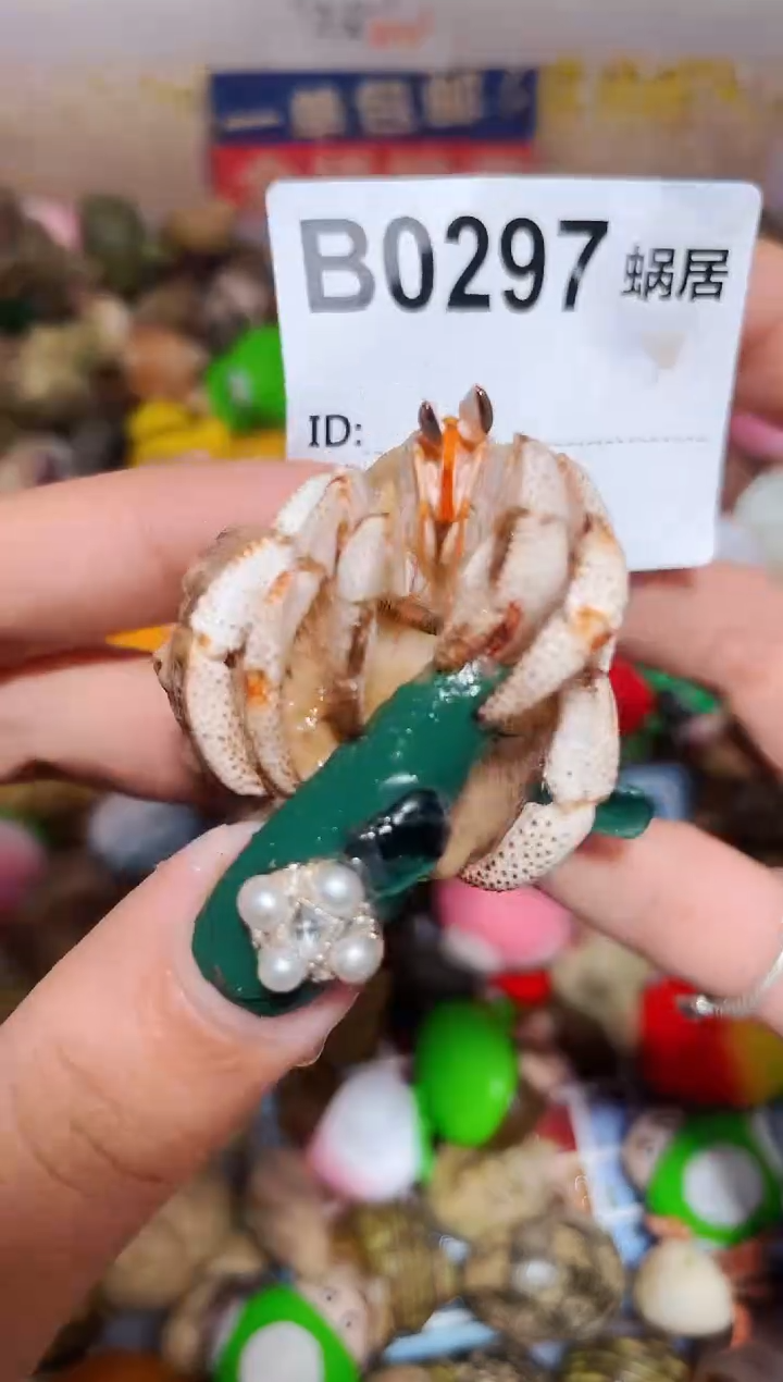 陌派甄选寄居蟹0297，马岛竹节1.7口