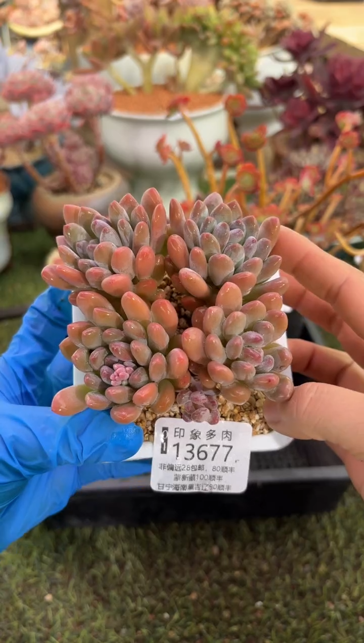 【闪购商品】13677