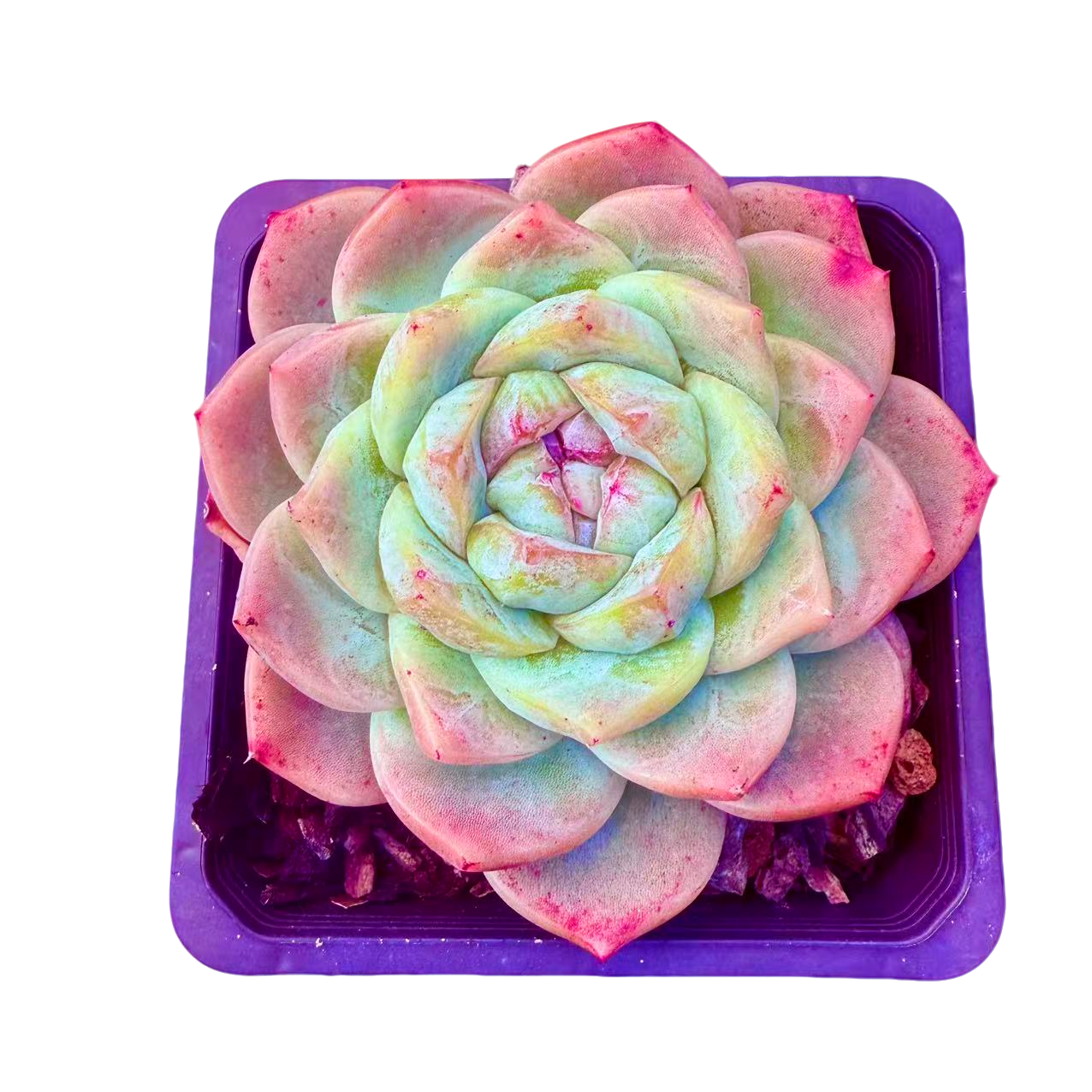 白泽多肉植物  新手好养满9.9包邮直播间为标准发货精选精养