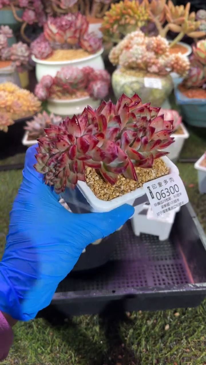 【闪购商品】06300