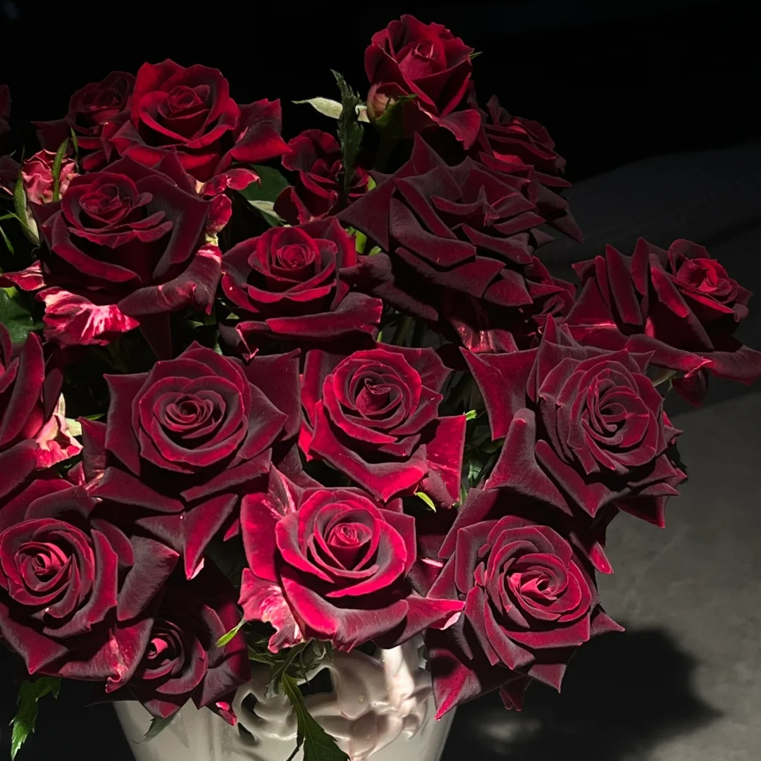 【云南鲜花】单头（紫罗兰）玫瑰 1单普通包邮，2单以上顺丰冷链