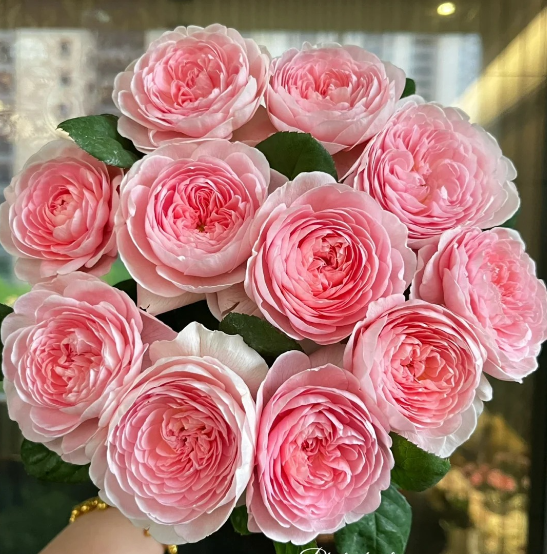 黑哥的植物瑞典女王灌木月季多季节重复开花耐热耐晒地栽盆栽