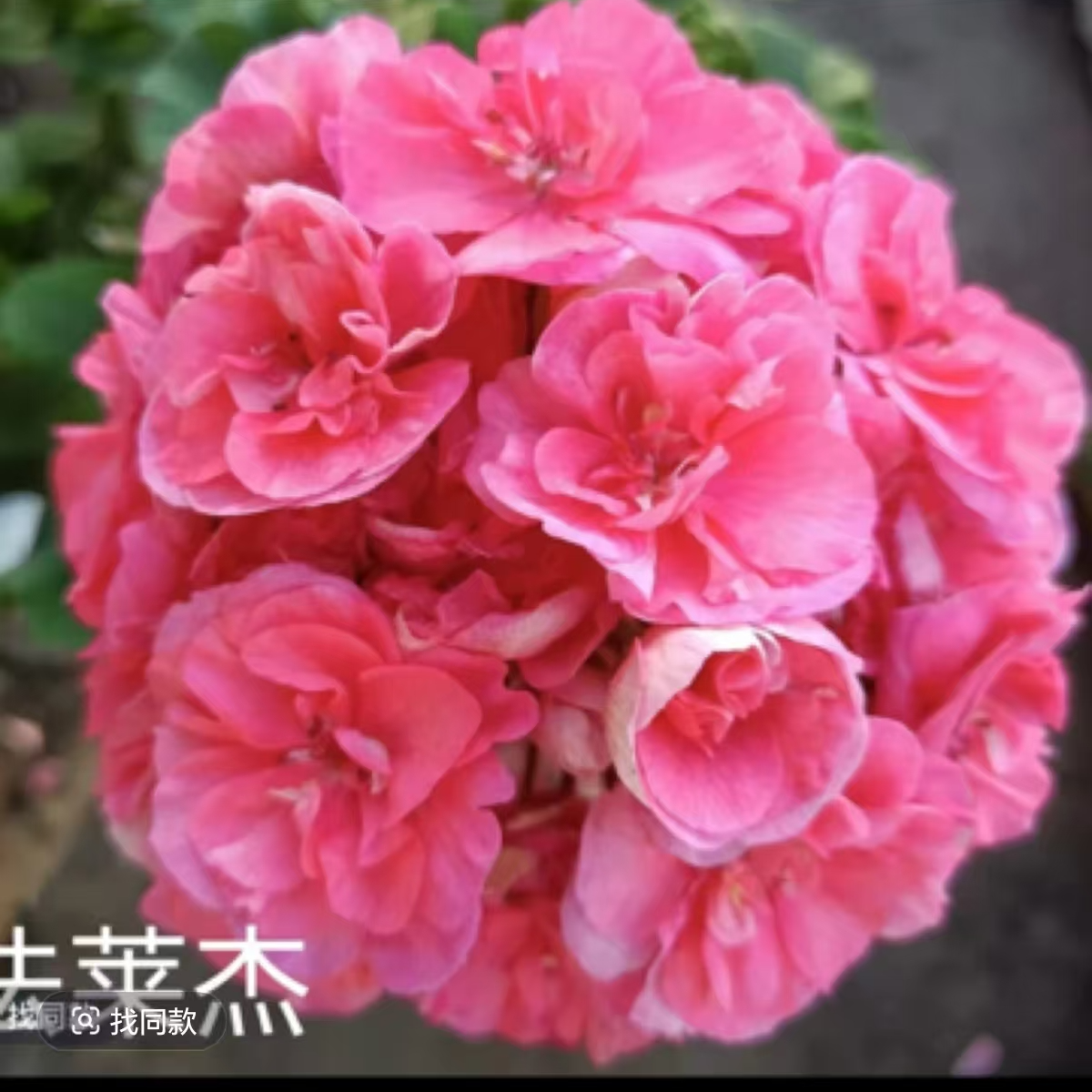 【法莱杰(不带花苞)】深粉色重瓣大花球，矮生新品勤花