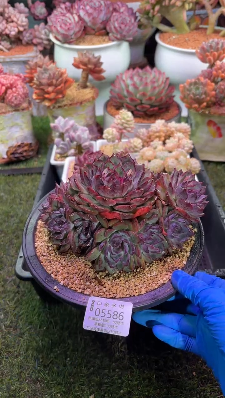 【闪购商品】05586