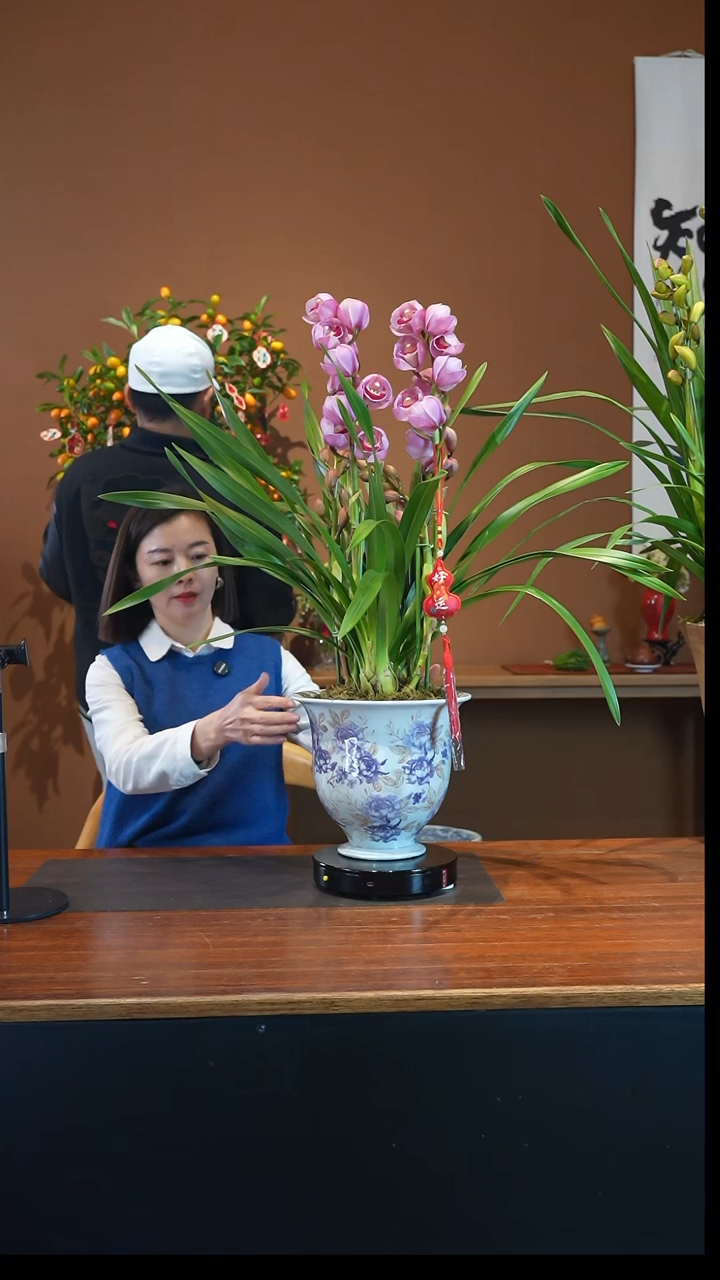 全部花朵貂蝉盆景盆景盆景