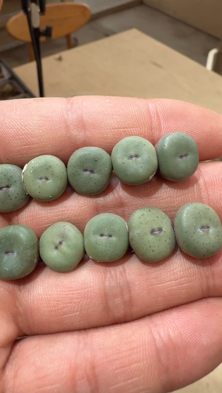 3多肉植物肉锥歌姬小红嘴一颗