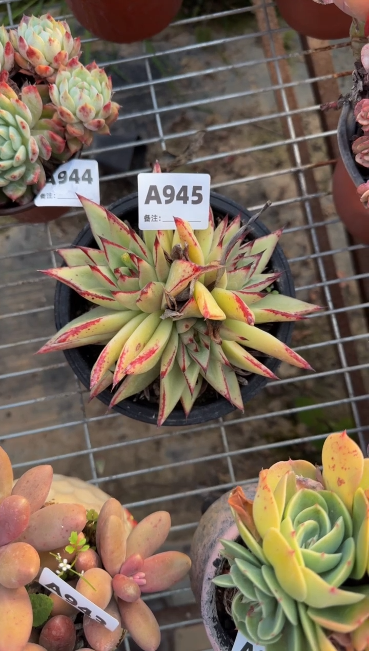 【闪购商品】A945乌木（裸根发货）（不包整）