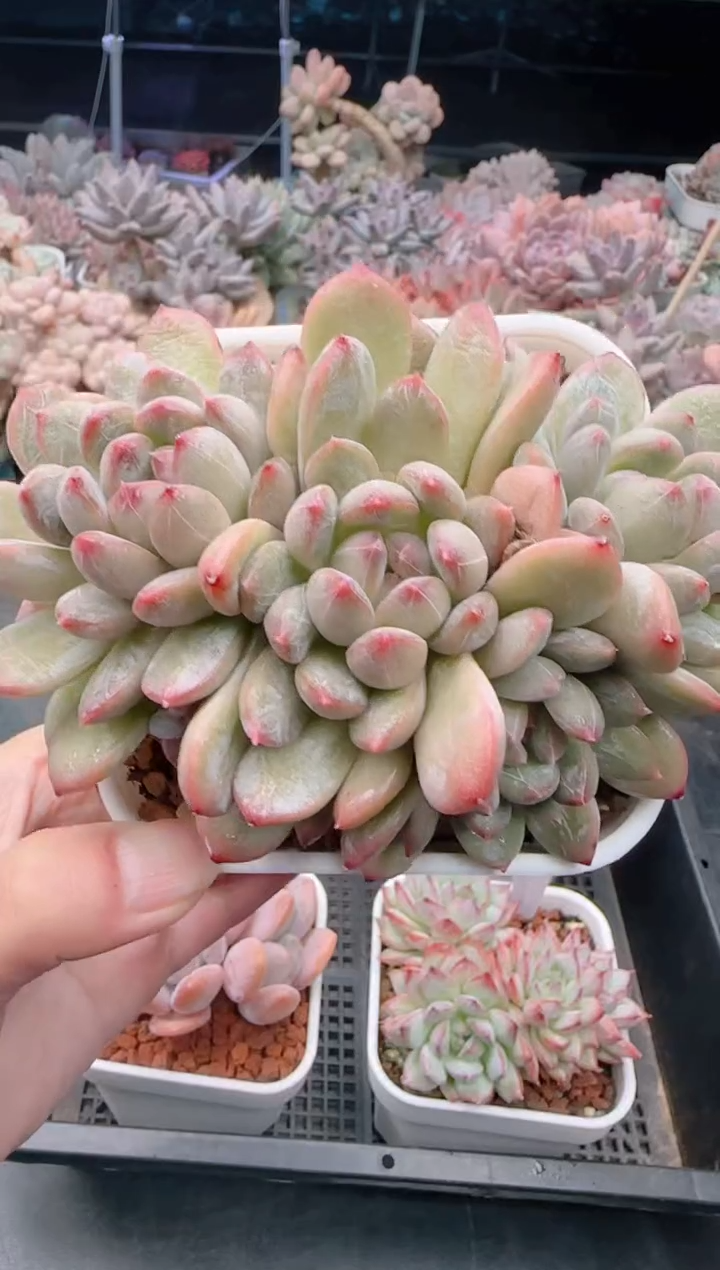 【闪购商品】7981百达翡翠