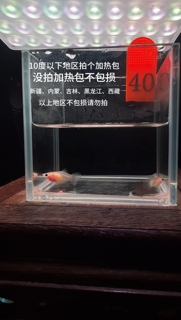 孔雀鱼粉猫短体孔雀鱼40