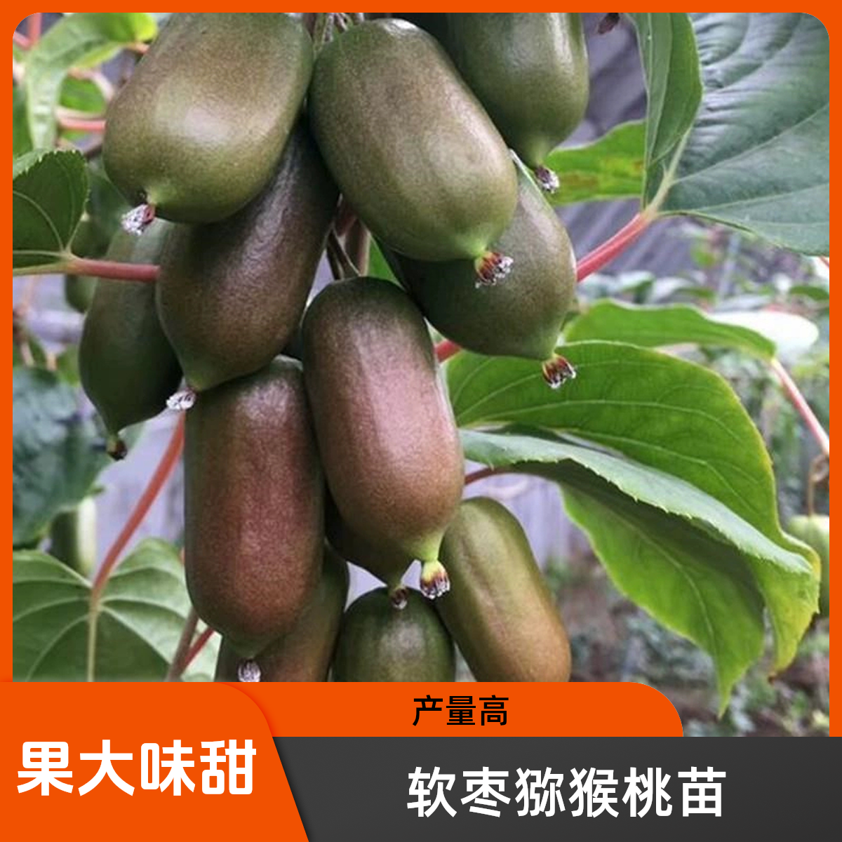 嫁接软枣猕猴桃果苗抗寒可阳台庭院盆栽地栽当年结果南北方种植