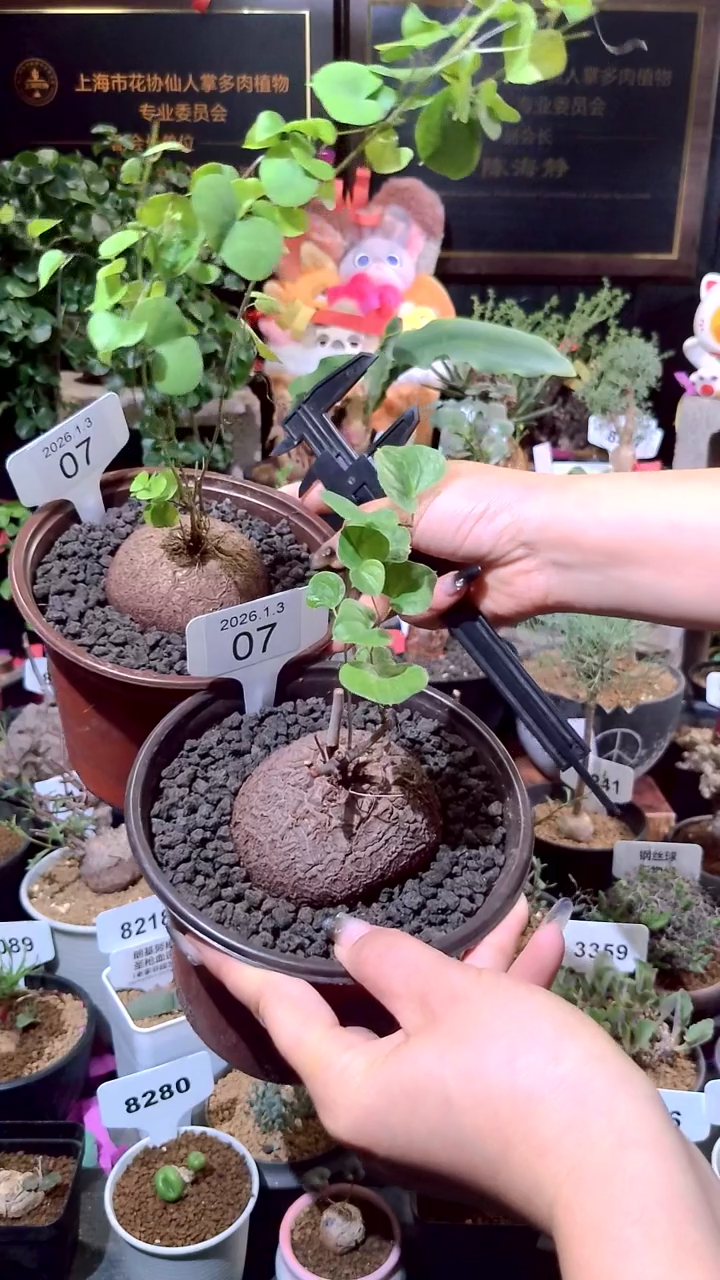 7号0103福利南非龟甲龙买一送一