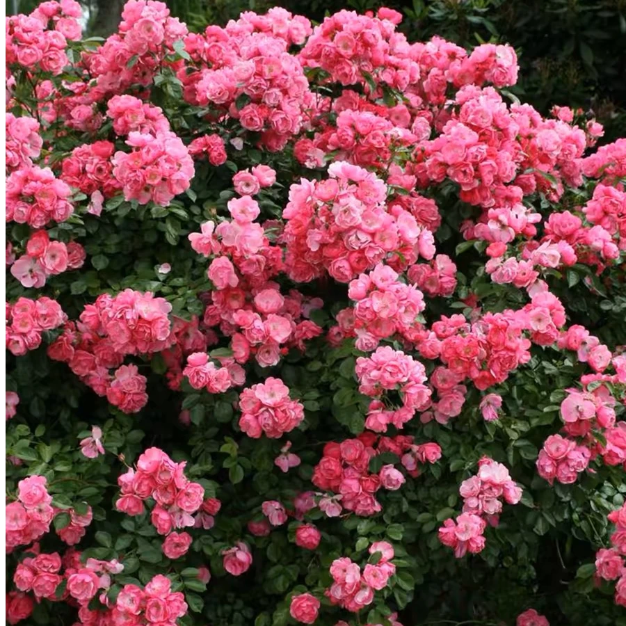 安吉拉小花朵四季开花开花多多大型藤本爬墙月季大苗