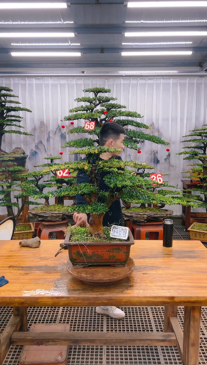 【闪购商品】紫砂精品盆景直播间一物一拍