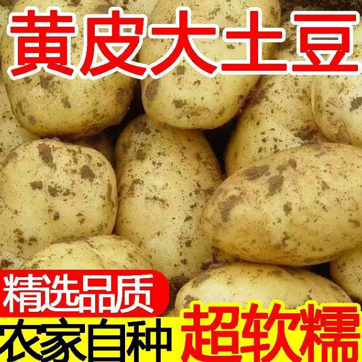 【带箱9-10斤】黄皮土豆新鲜现挖沙糯粉面炒菜炖汤必备蔬菜