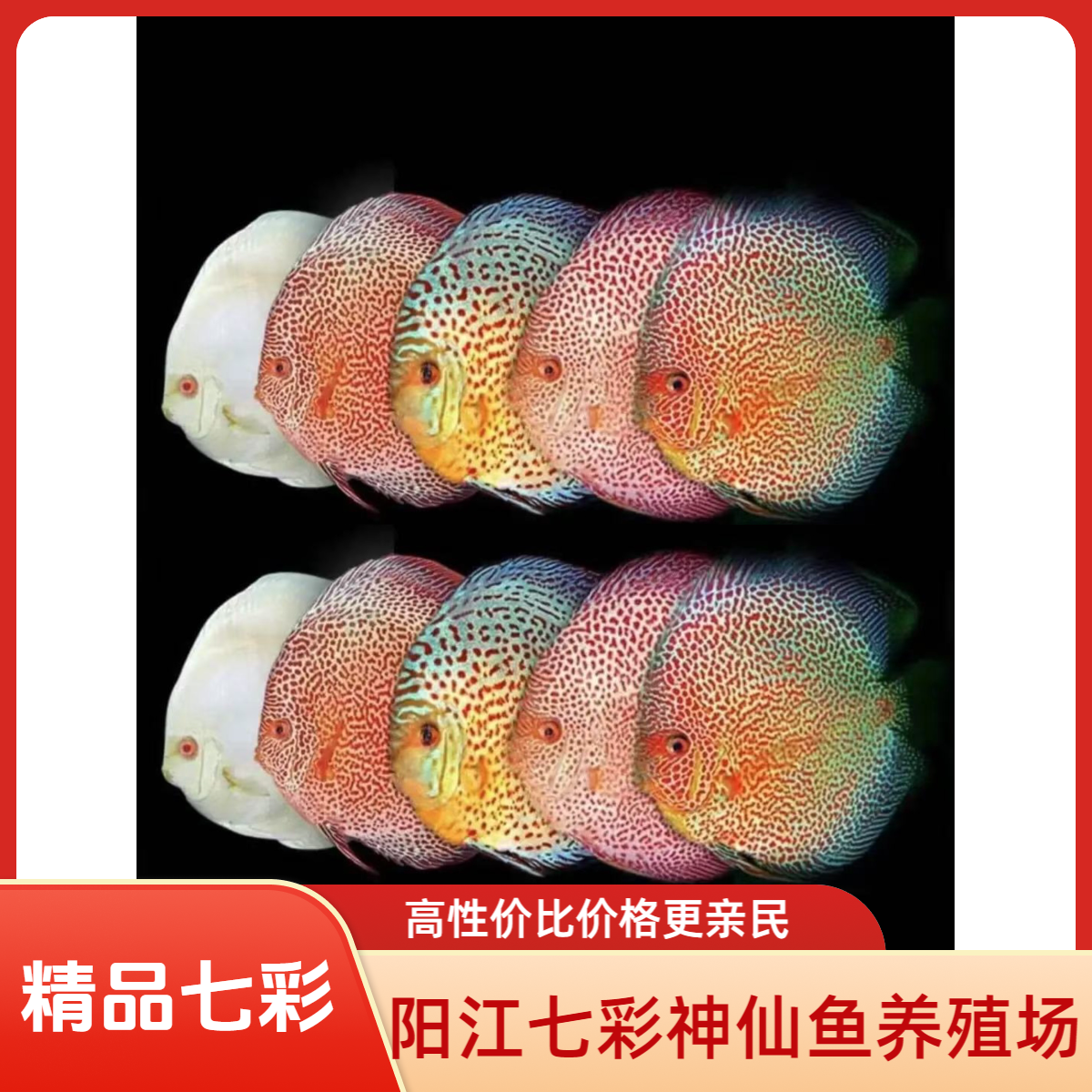 七彩神仙鱼热带观赏鱼鱼友专属改价链接1号