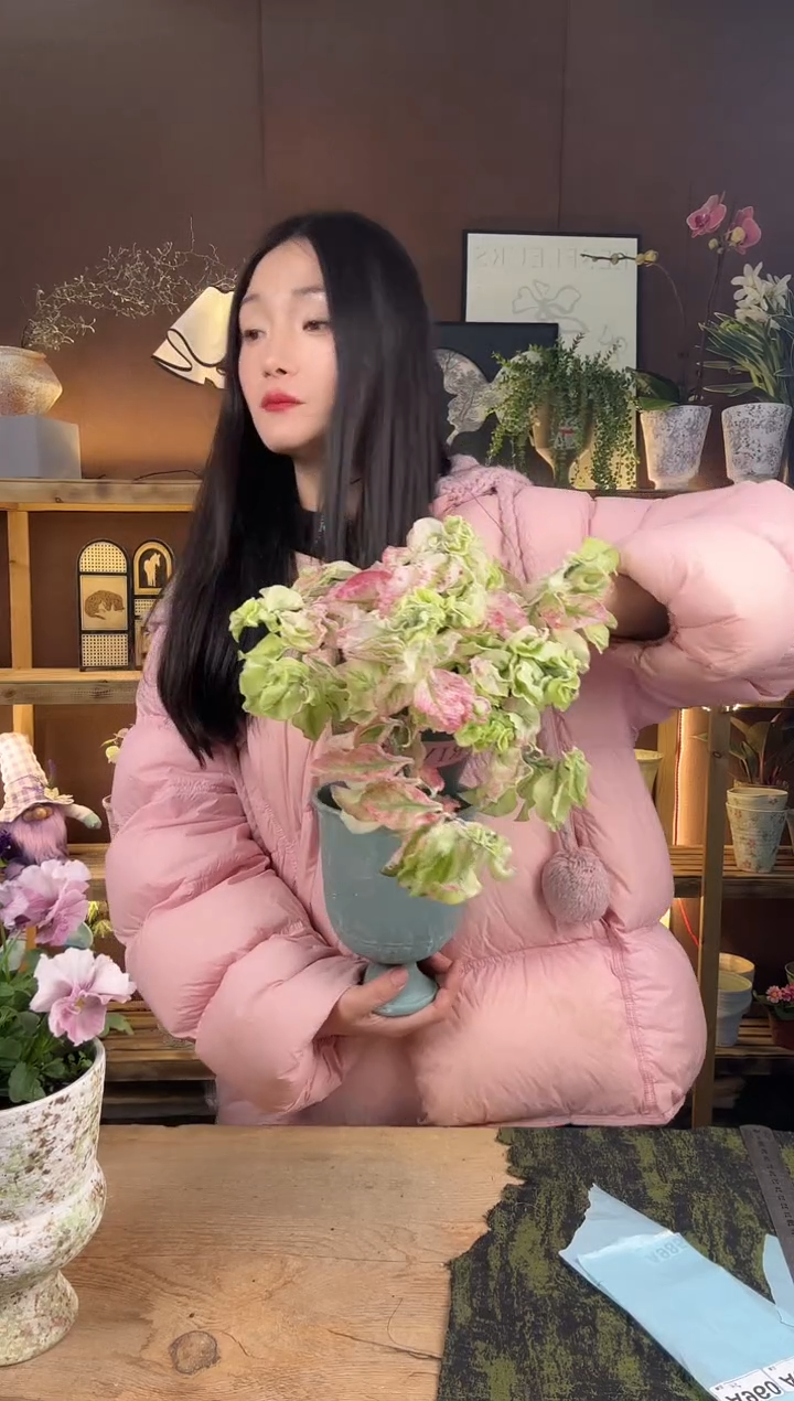 以实际为准025卷叶红雀珊瑚锦育苗盆