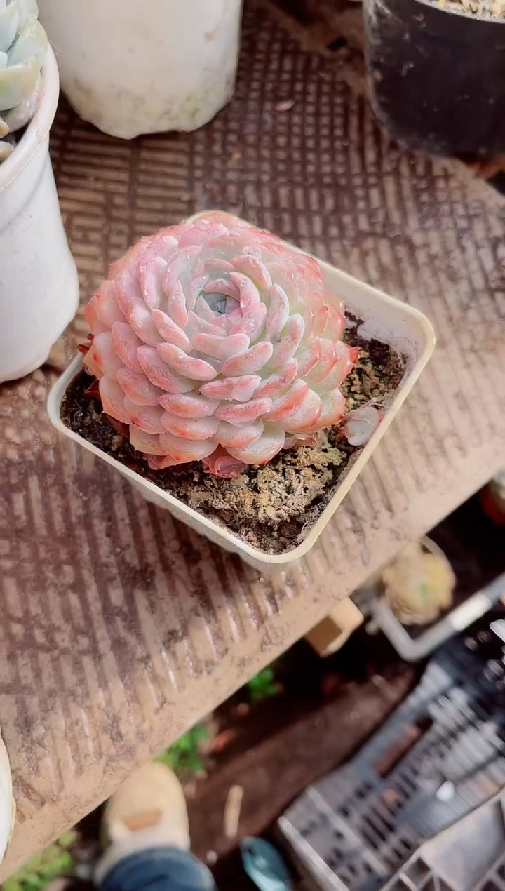 思*苏跃跃精品多肉03097