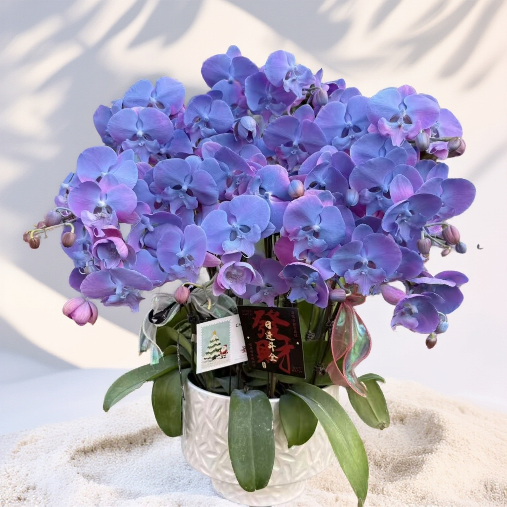  蝴蝶兰《蓝粉佳人》 小众稀缺品种带香味梦幻色系特殊工艺植物上色