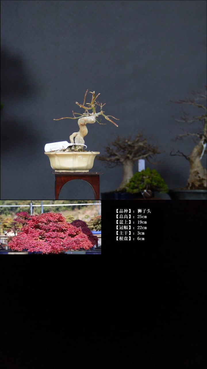 无花朵狮子头 不包邮