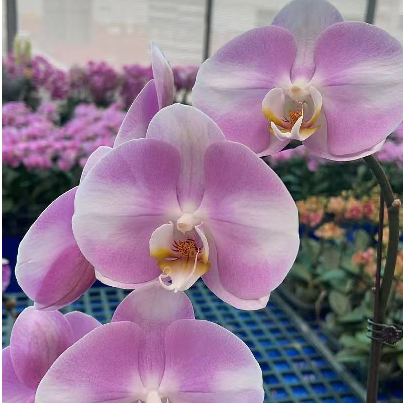 05【明星】】精美蝴蝶兰花卉佛山基地批发直播次日达