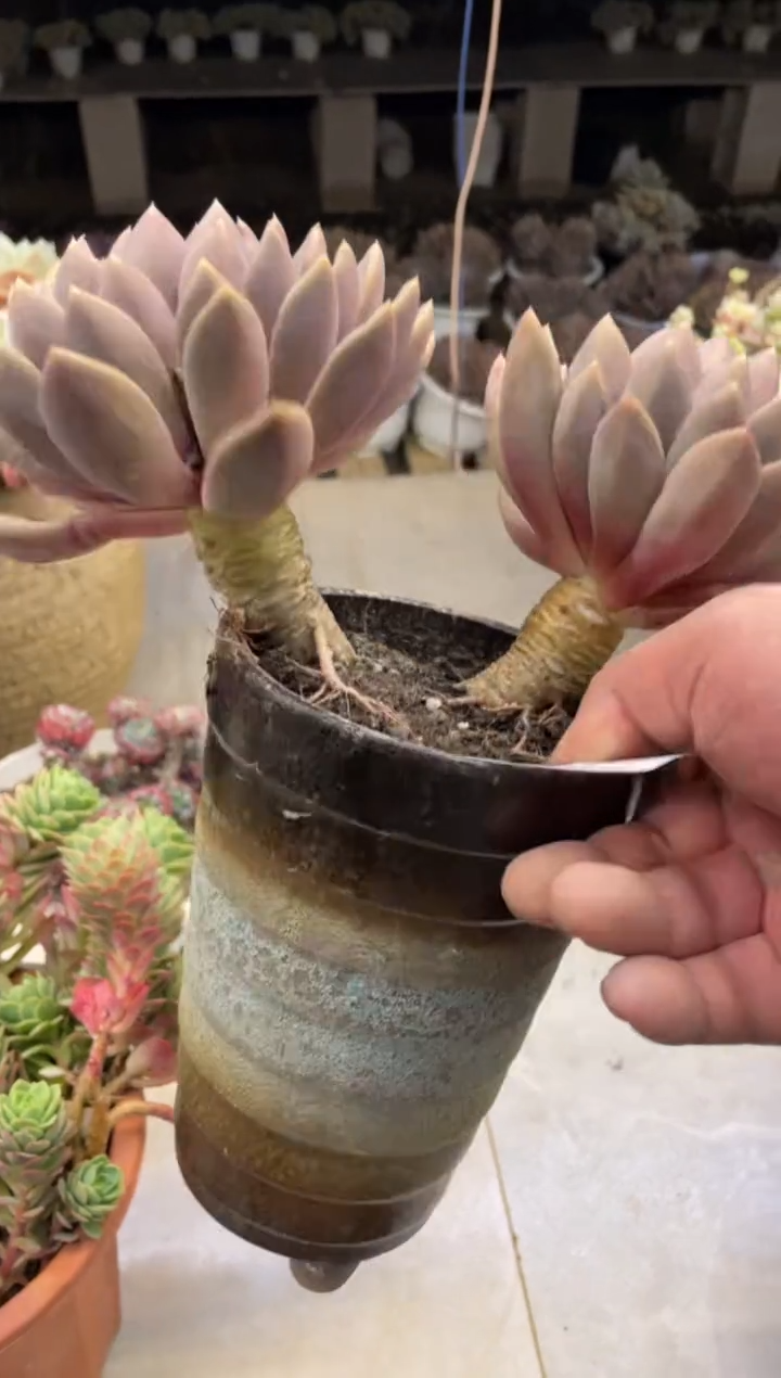 【闪购商品】204象牙