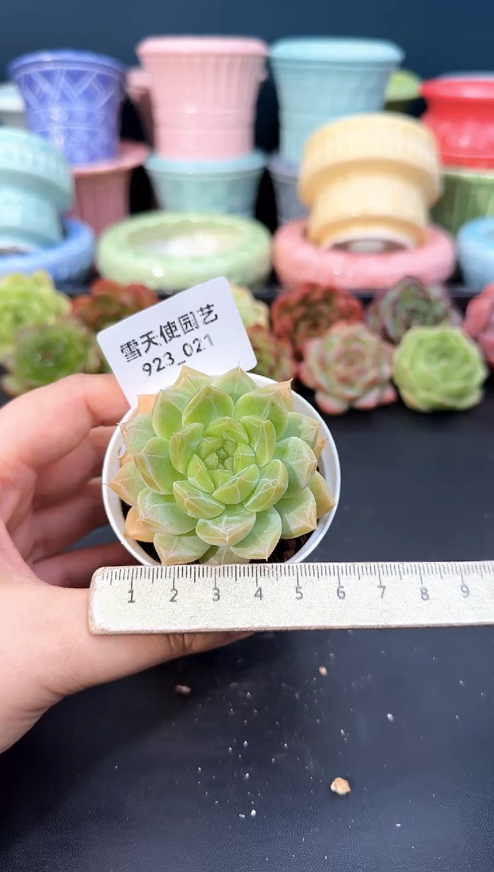 923-021青山（冠幅6cm）
