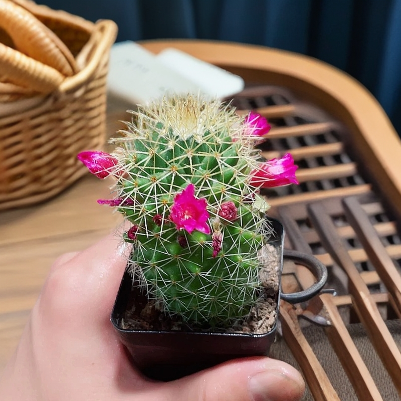 金刚丸仙人球带刺多肉植物室内阳台客厅小型盆栽带盆带土新手好养