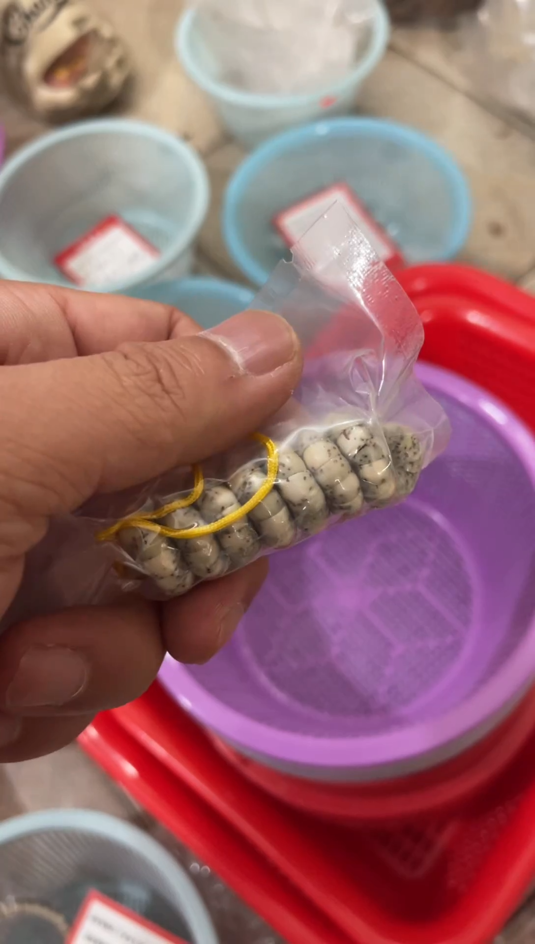 星月菩提吊坠海南原生态星月菩提<A007>6x5大肠