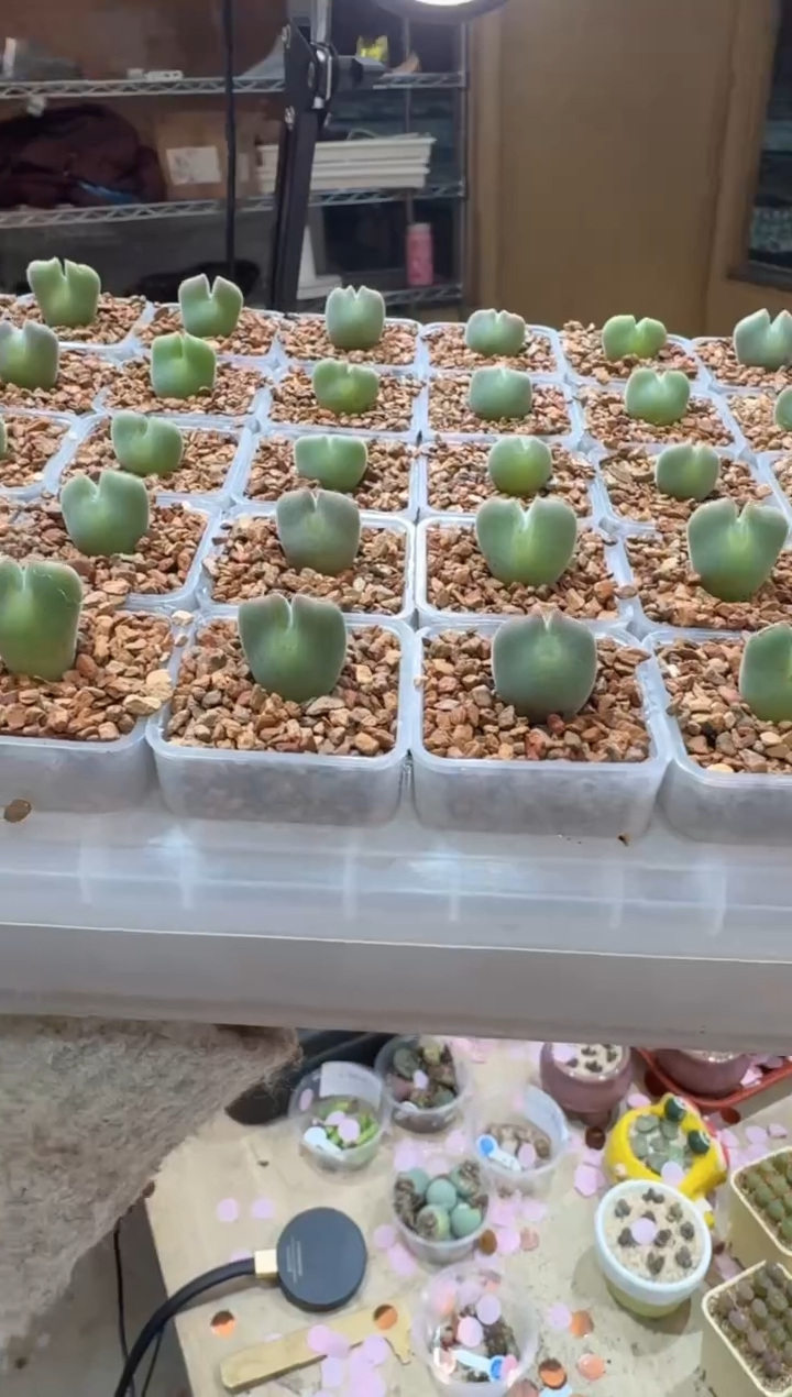 160多肉植物所见即所得老皮微瑕疵空蝉一颗