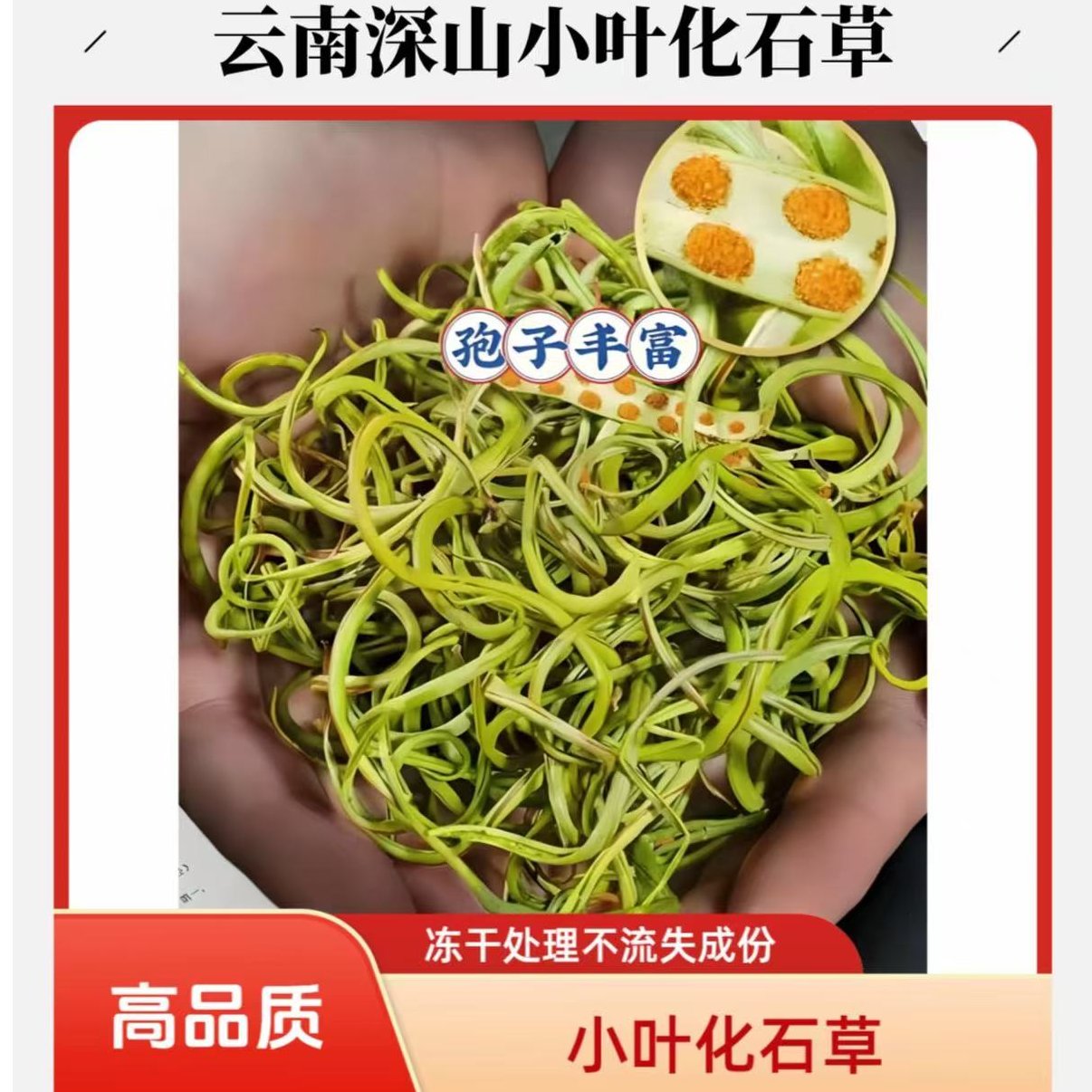 【团子专属】云南深山小叶化石草