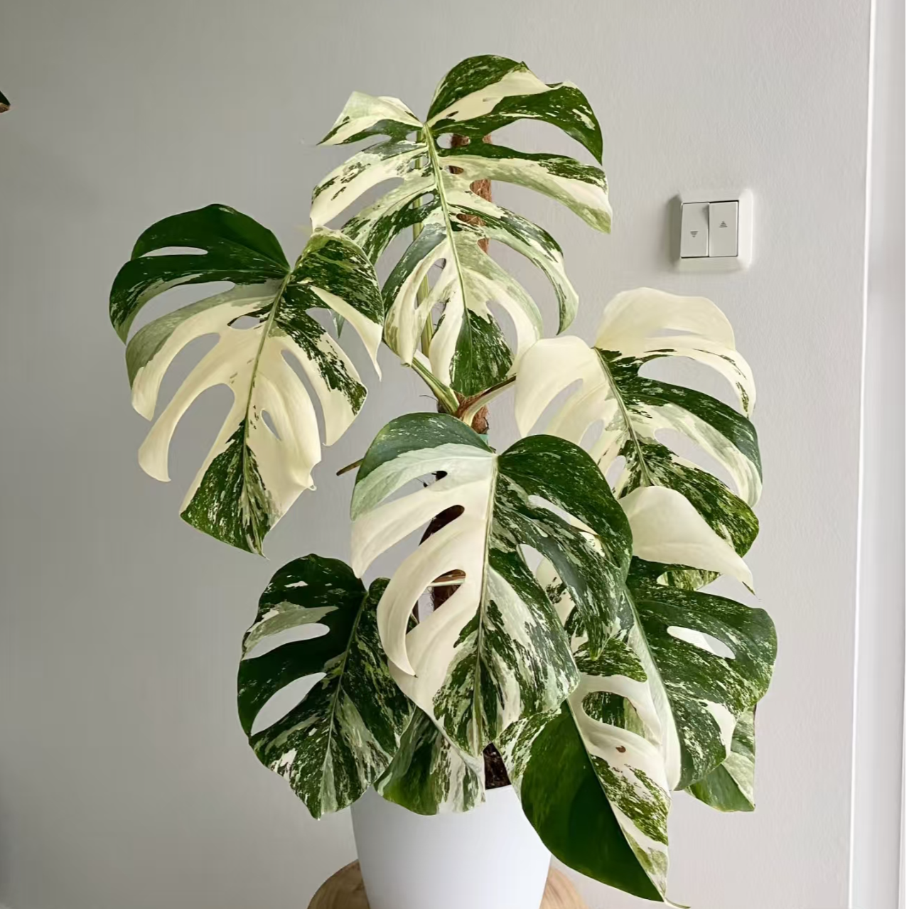 【热植馆】白锦龟背竹高端观叶绿植盆栽室内玄关热带ins网红热植