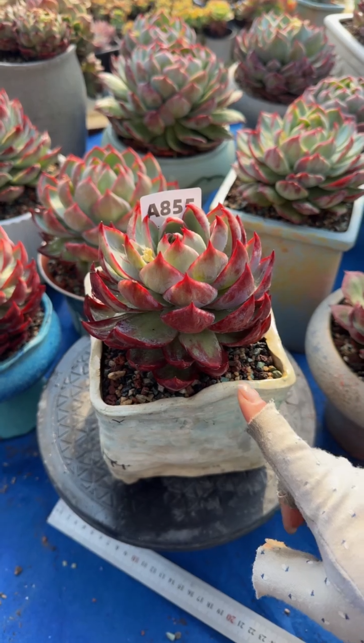 【闪购商品】A855惊鸿仙子（裸根发货）（微瑕）