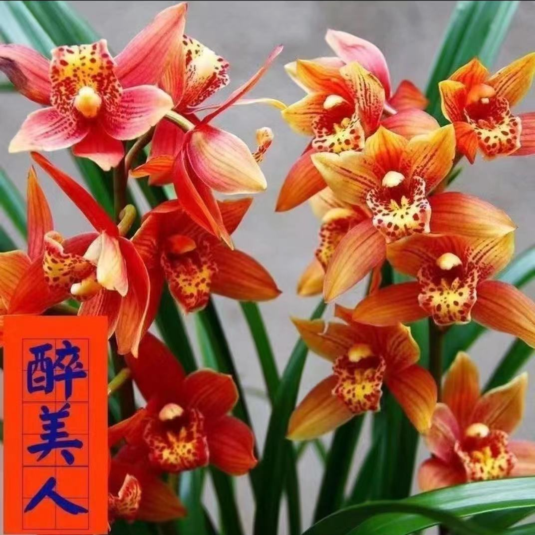 精品兰花 开花浓香型建兰【醉美人】阳台花卉好养绿植兰花盆栽