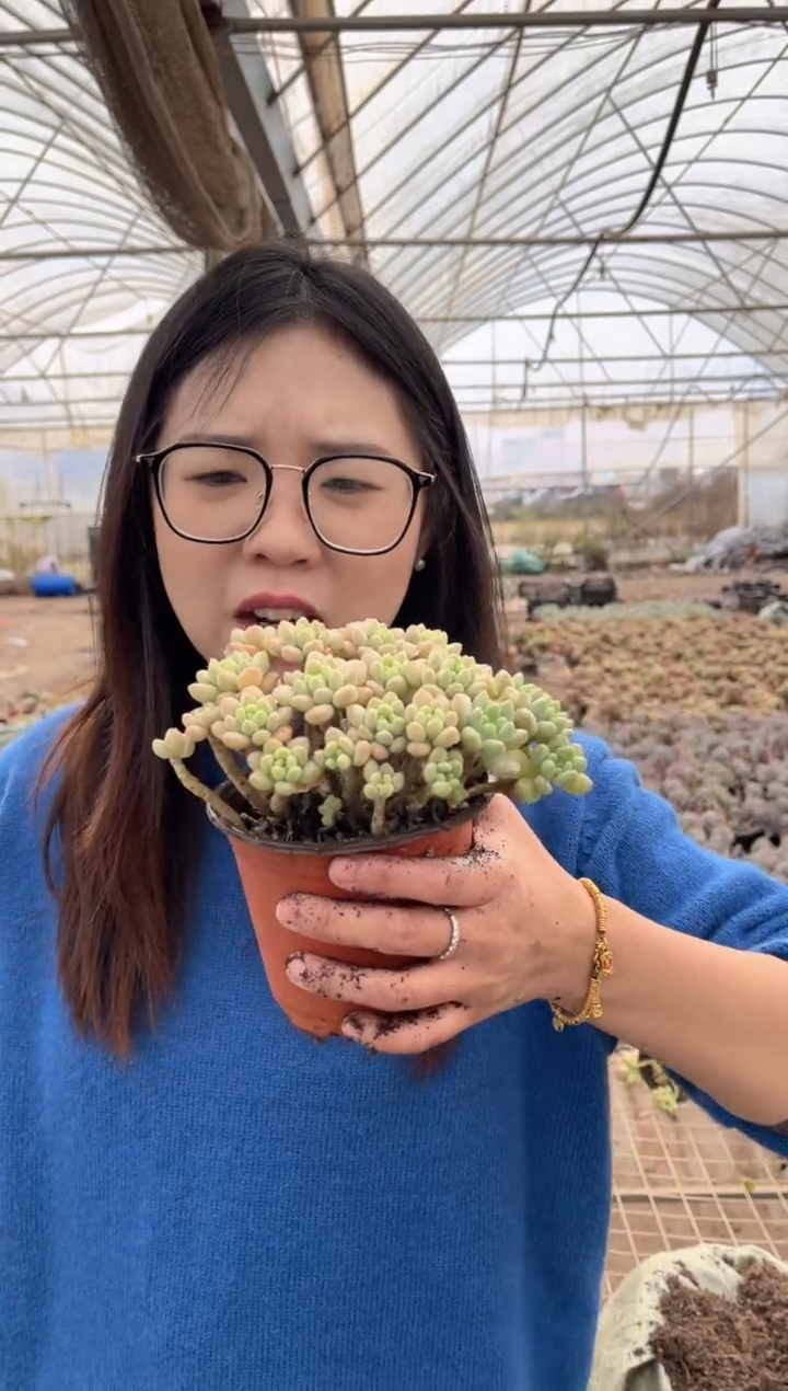 【闪购商品】37-软红杯洛可可带盆土5