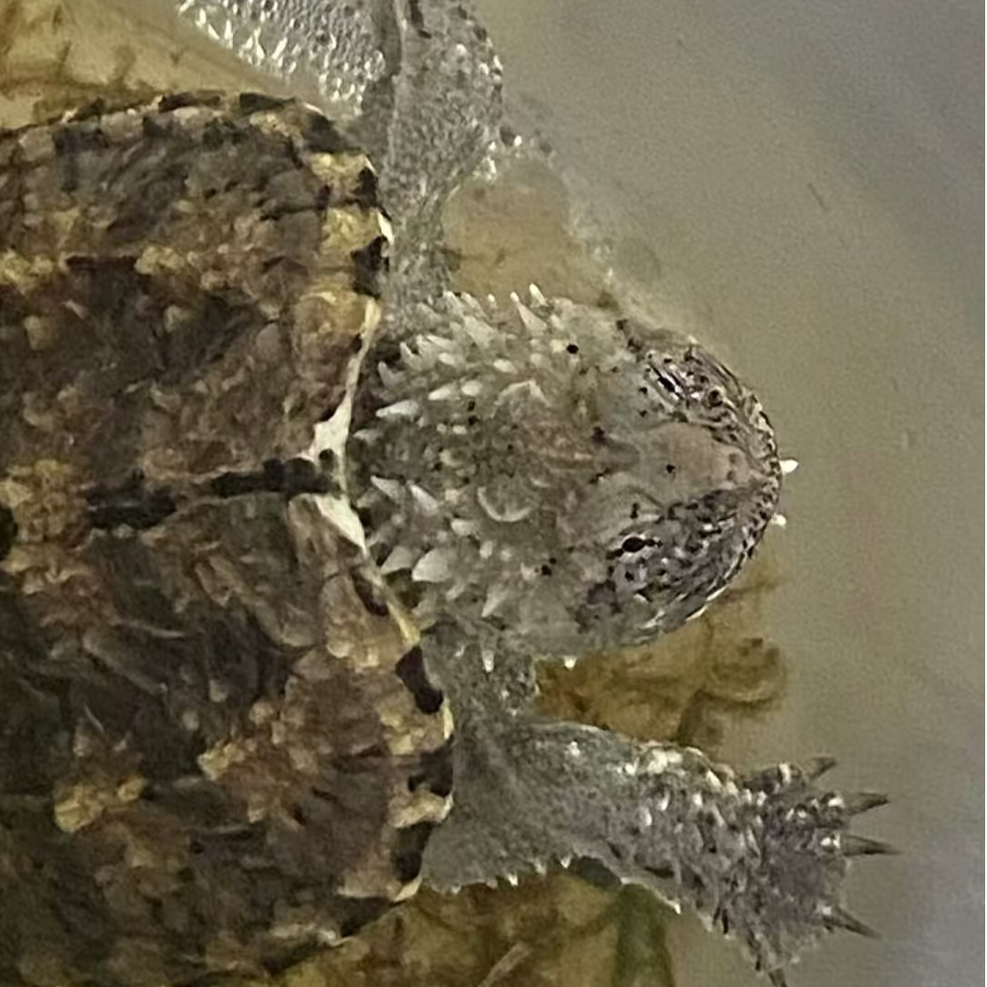 佛鳄观赏宠物活体补差价补邮费专用