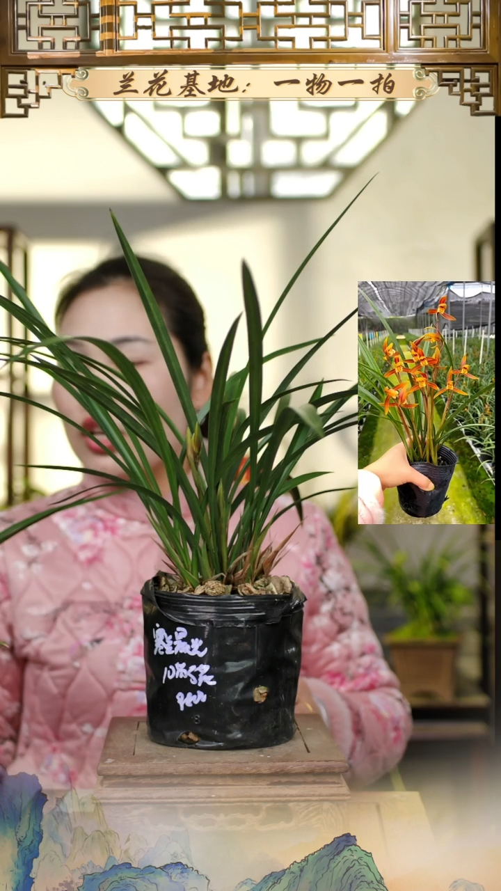 全部花苞寒兰晨光带硬胶盆种好发