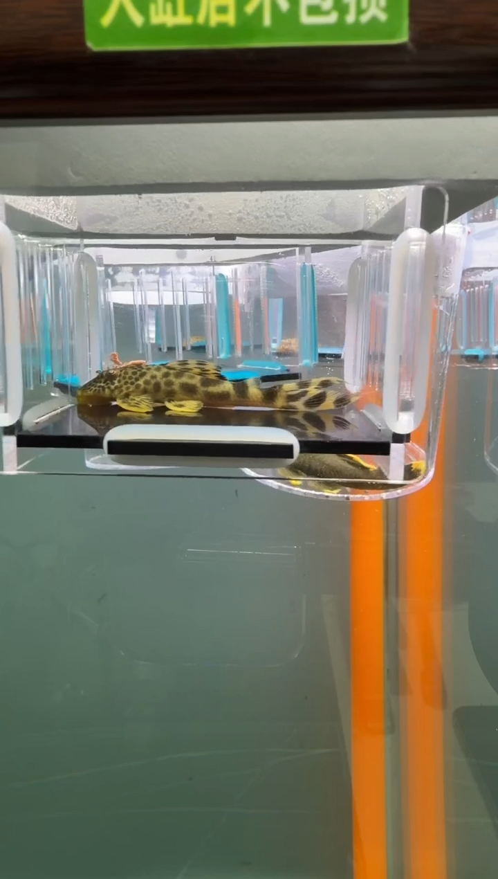 清道夫鱼091号075入缸不包损录制完整开箱视频7.3厘米