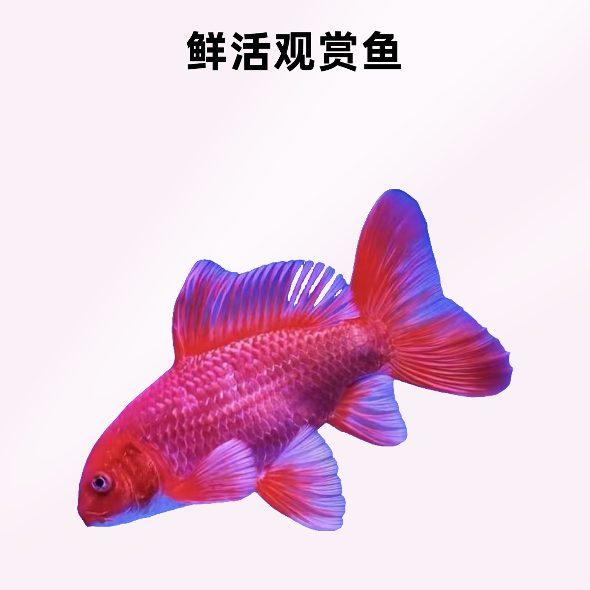 纯种红色普身蝴蝶鲤大鳍大尾观赏鱼好养耐活冷水鱼